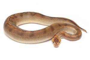 Python regius, champagne, subadulte 